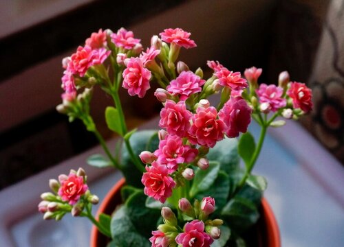 长寿花感染叶螨虫该怎么救治