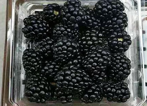 黑莓籽能吃吗