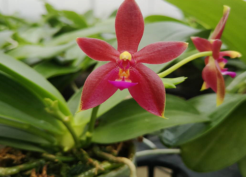 开过花的蝴蝶兰花剑怎么处理