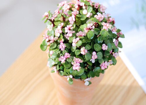 十大养不死的花草而且便宜