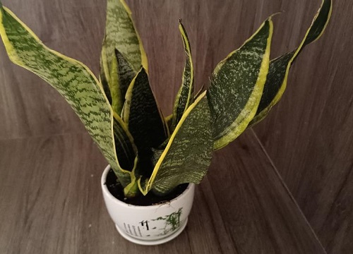 十大养不死的花草而且便宜