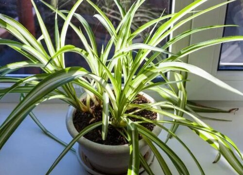 十大养不死的花草而且便宜