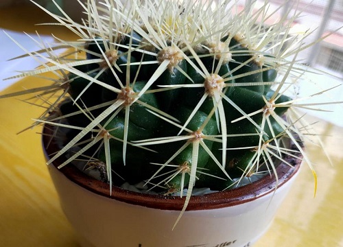 十大养不死的花草而且便宜