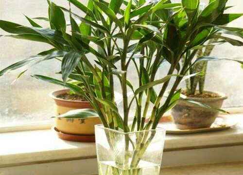 十大养不死的花草而且便宜