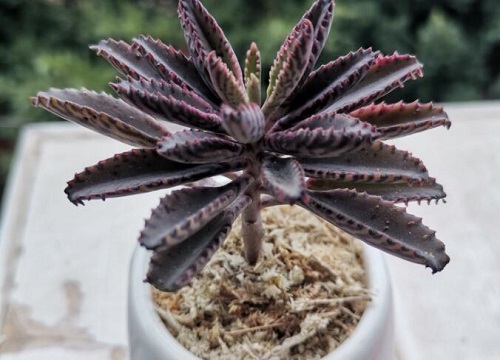 十大养不死的花草而且便宜