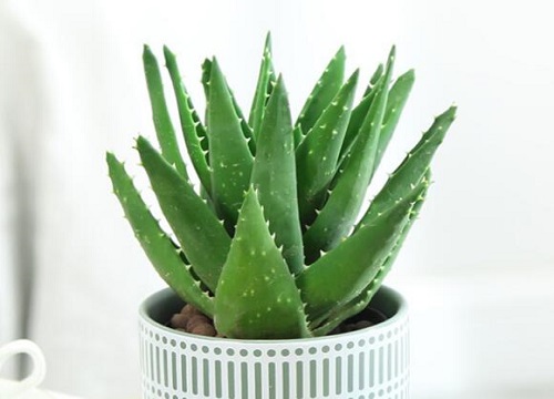 十大养不死的花草而且便宜