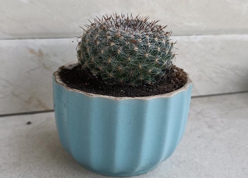 十大养不死的花草而且便宜