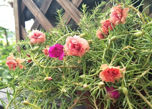 十大养不死的花草而且便宜