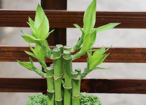 夏季富贵竹多长时间换水最合适