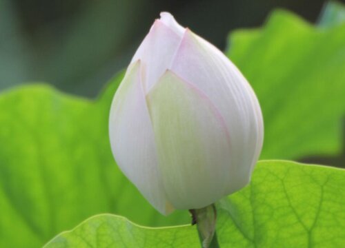 荷花有几种颜色