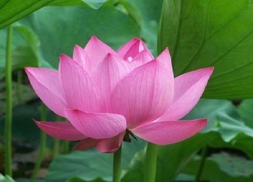 荷花有几种颜色