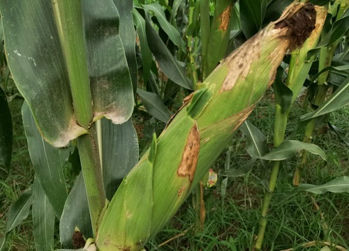 登海605玉米种简介