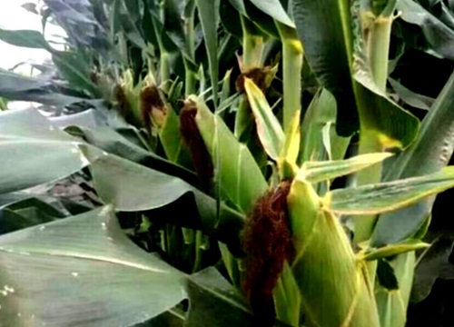 登海605玉米种简介