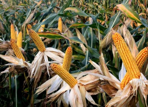 登海605玉米种简介