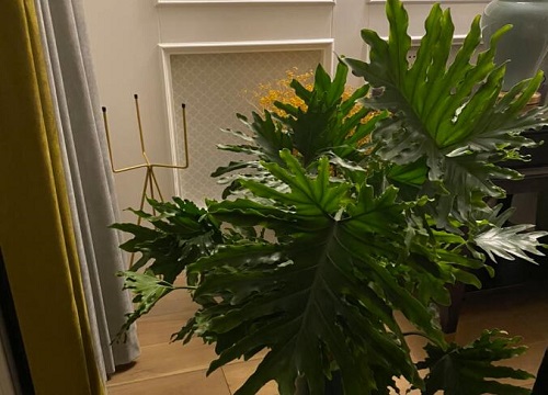 春羽适合放办公室吗