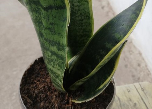 虎皮兰不长新根怎么回事