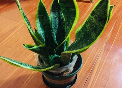 虎皮兰不长新根怎么回事