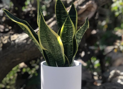 虎皮兰不长新根怎么回事