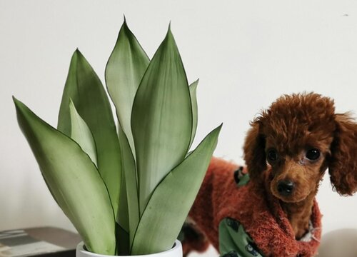 虎皮兰不长新根怎么回事