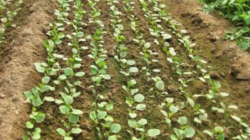 不喷农药青菜怎么防虫