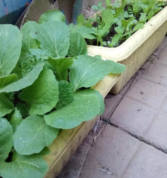 不喷农药青菜怎么防虫