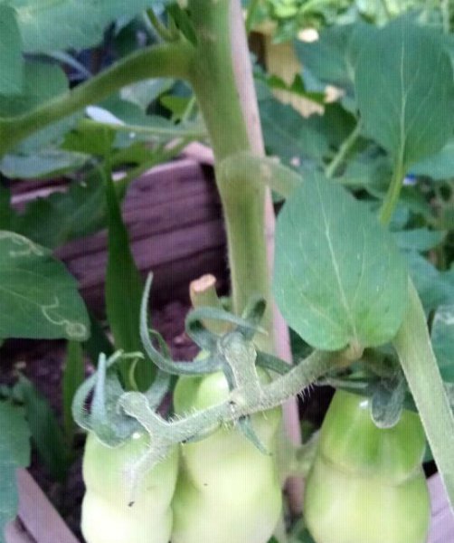 不喷农药青菜怎么防虫