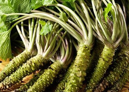 山葵和辣根的区别图片