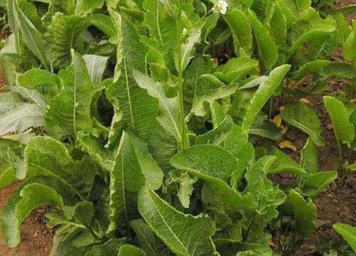 山葵和辣根的区别图片