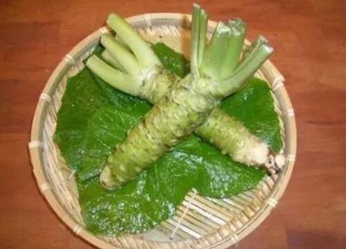 山葵和辣根的区别图片