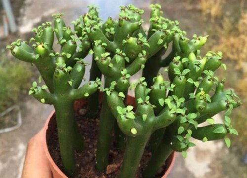 光棍树怎么浇水