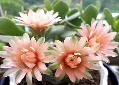 仙人球有哪些养护窍门可以花开色艳