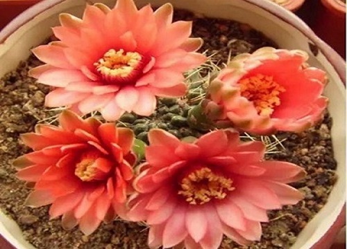 仙人球有哪些养护窍门可以花开色艳