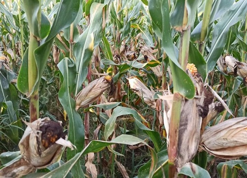 美联5931玉米种子简介