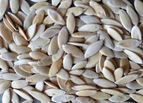 黄瓜种子种植方法步骤