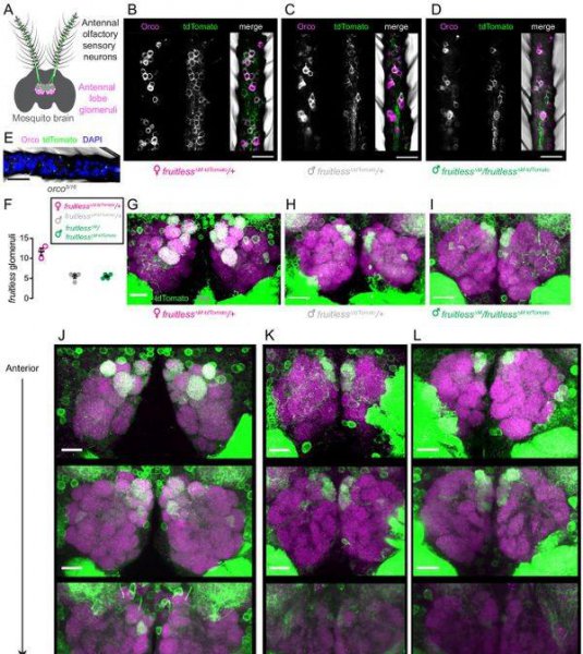 雄蚊子不吸血为什么还叮人