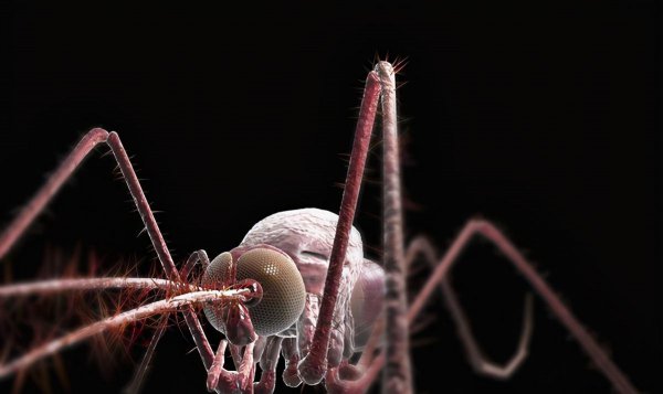 雄蚊子不吸血为什么还叮人