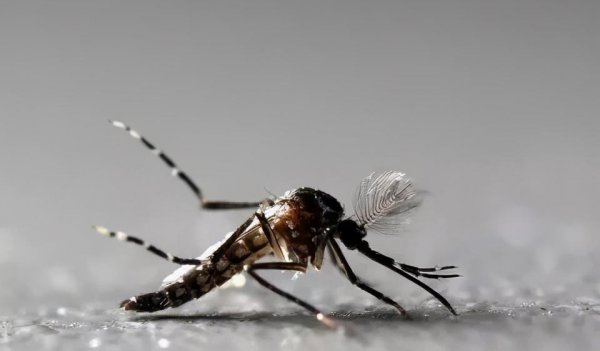 雄蚊子不吸血为什么还叮人