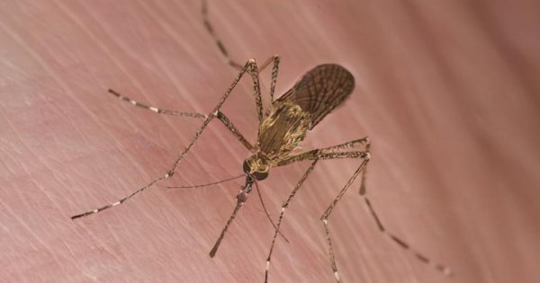 雄蚊子不吸血为什么还叮人