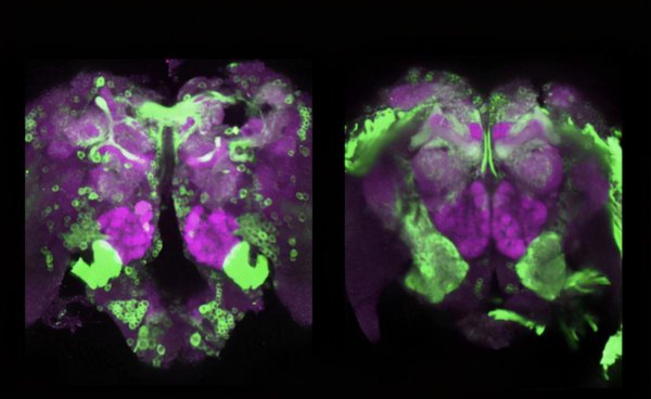 雄蚊子不吸血为什么还叮人