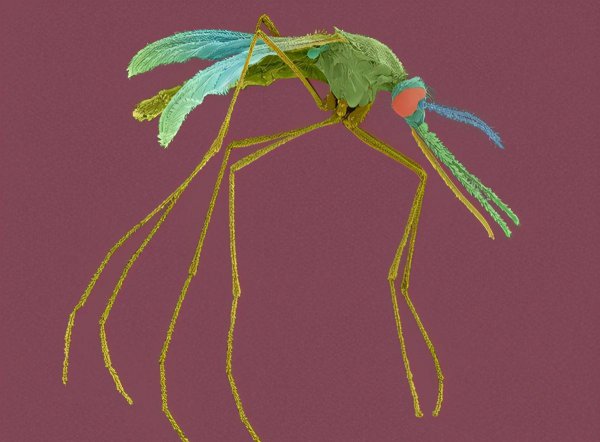 雄蚊子不吸血为什么还叮人