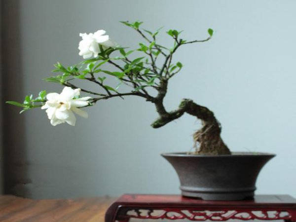 木本花卉有哪些品种