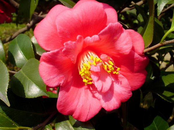 木本花卉有哪些品种