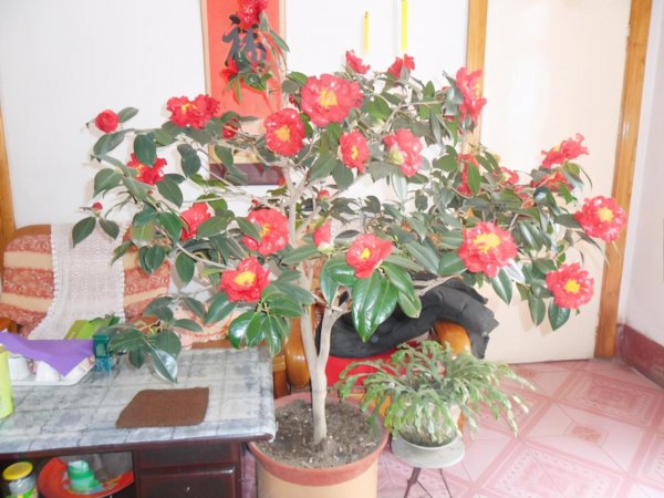 木本花卉有哪些品种