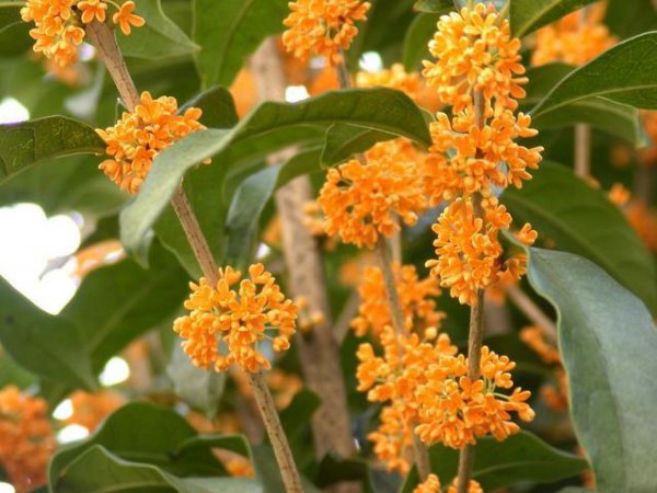 木本花卉有哪些品种