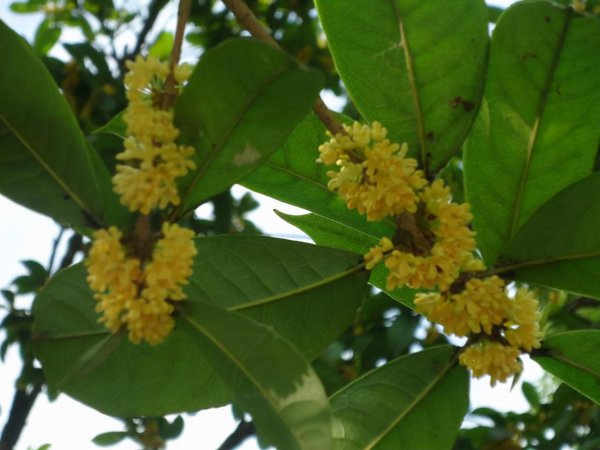 木本花卉有哪些品种