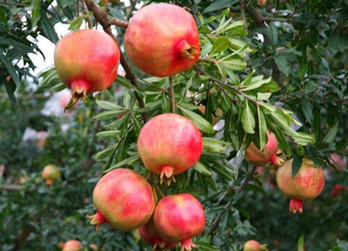 石榴为什么不开花