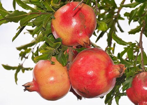 石榴为什么不开花