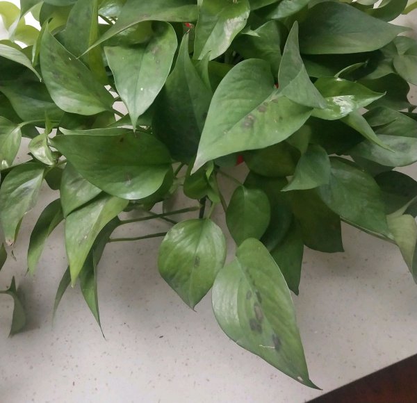 绿萝叶子有黑点了怎么救治