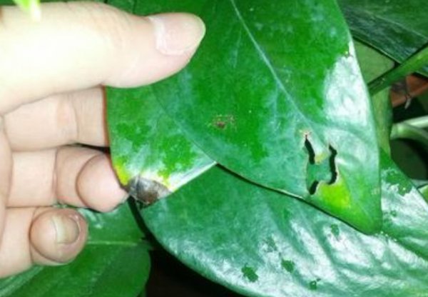 绿萝叶子有黑点了怎么救治