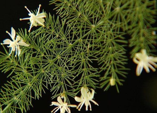 家里文竹开花好不好